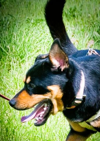 Calvin - ein sanfter Freund