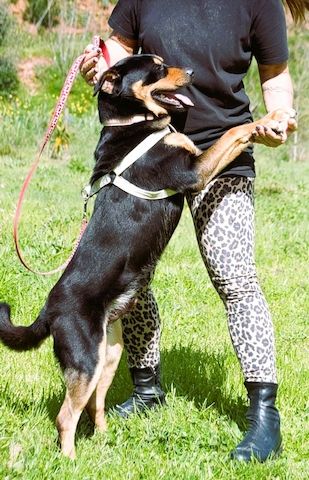 Calvin - ein sanfter Freund