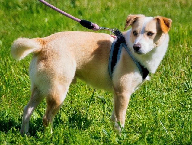 Dakar - ein sanfter Schatz