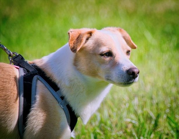 Dakar - ein sanfter Schatz