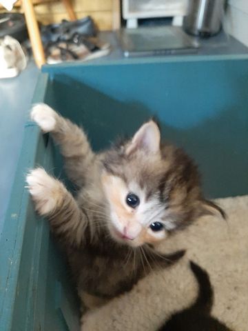 Waldkatzenkätzchen (11 Wochen alt)