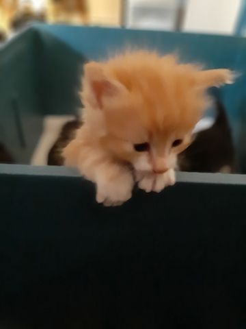 Burma-Kätzchen – Unsere schönsten Kätzchen!