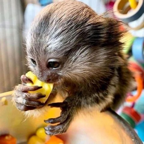 Zahme und freundliche Marmosetten-Affen