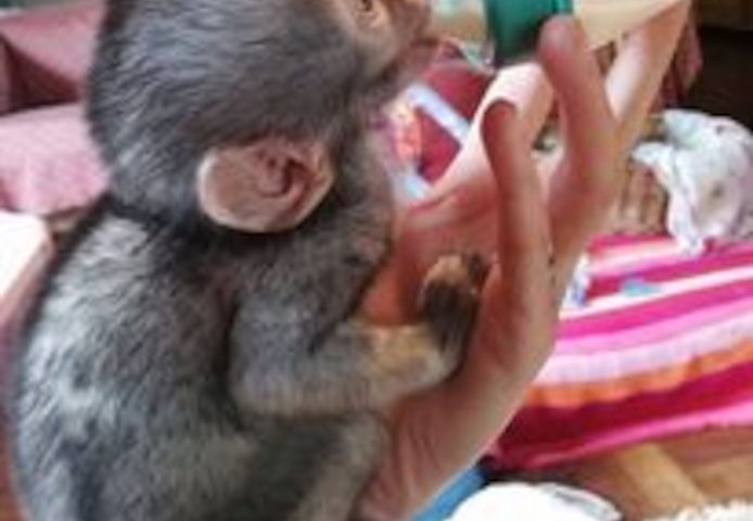 Kapuzineräffchen suchen ein neues Zuhause