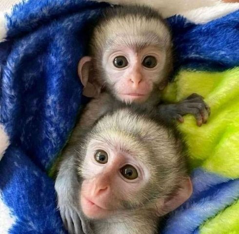 Kapuzineräffchen suchen ein neues, liebevolles Zuhause