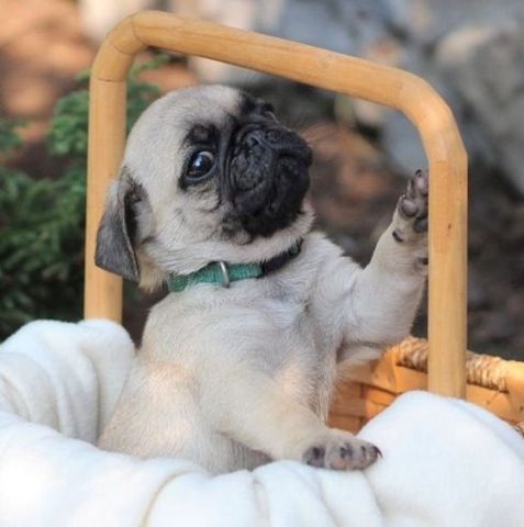 Wunderschöne Mops-Welpen für ein liebevolles Zuhause!