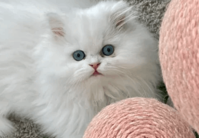 Stubenreine Perserkätzchen abzugeben