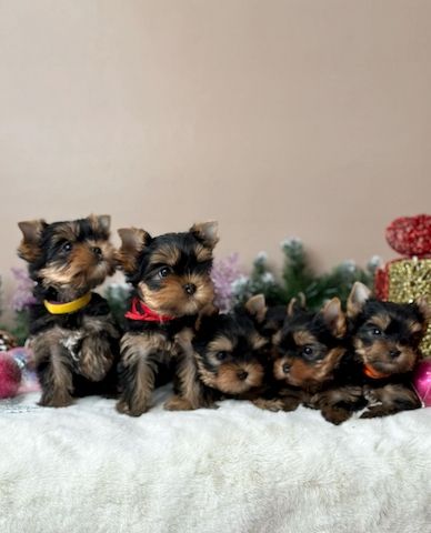 Yorkshire-Welpen abzugeben