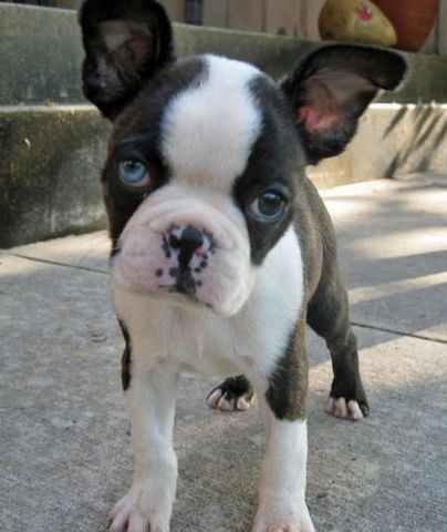 Niedliche Boston-Terrier-Welpen.