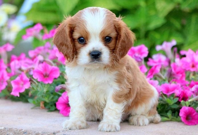 Der Cavalier King Charles Spaniel Welpe.