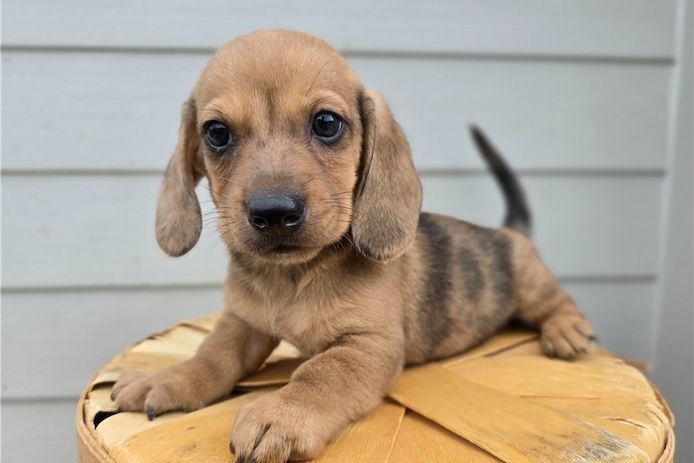Dacke lwelpen zu verkaufen.