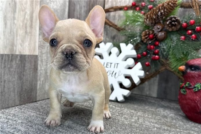 Der süßeste Französische Bulldoggen welpe ist verfügbar!