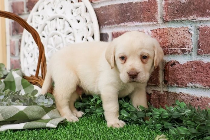 Labrador Retriever Welpe zu verkaufen.