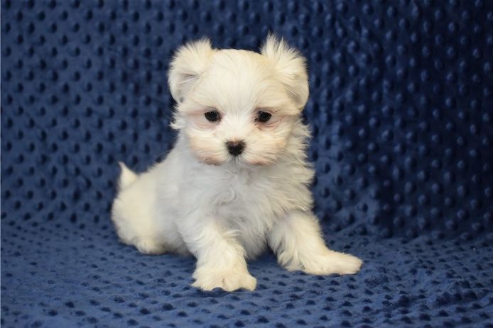 Süße Malteser welpen abzugeben.