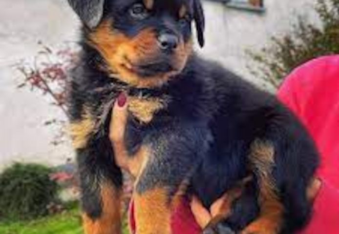 Niedliche Rottweiler welpen suchen ein neues Zuhause.