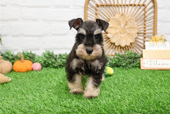 Zwergschnauzer zu verkaufen.