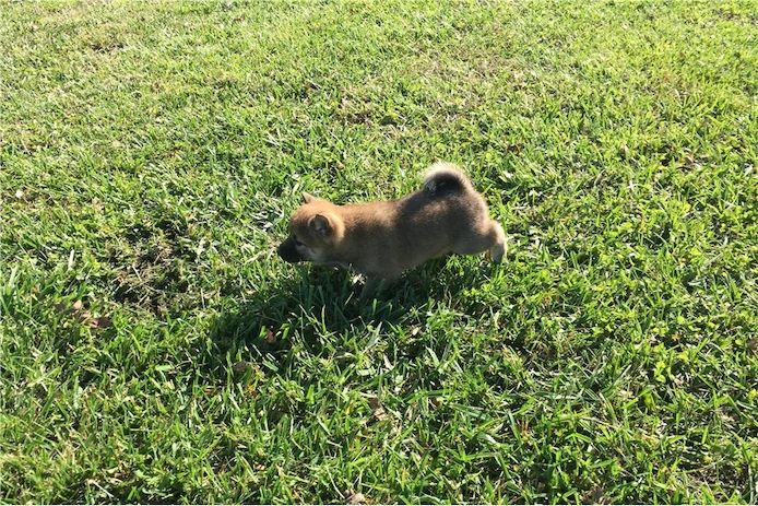 Kostenlose Shiba-Inu-Welpen abzugeben.