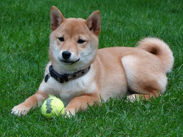 Kostenlose Shiba-Inu-Welpen abzugeben.