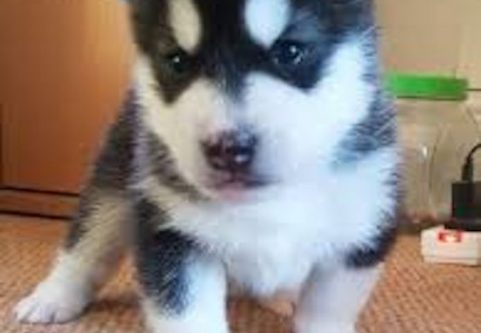 Siberian Husky Welpen mit blauen Augen zu verkaufen.