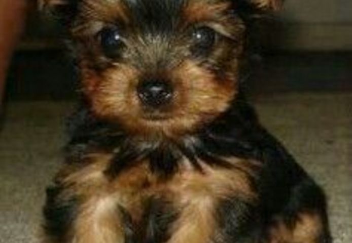 Verspielte Yorkshire-Terrier-Welpen zu verkaufen.