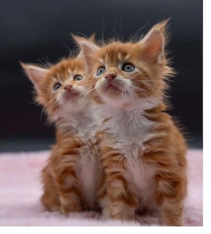 Maine Coon Kätzchen zu verkaufen