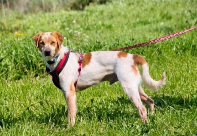 Amigo - möchte wieder dazugehören