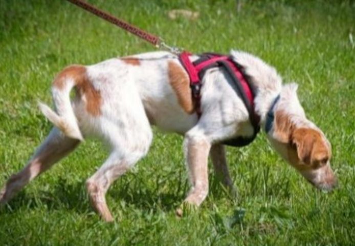 Amigo - möchte wieder dazugehören