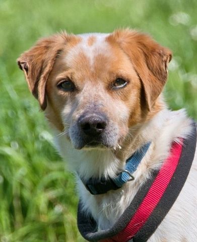 Amigo - möchte wieder dazugehören