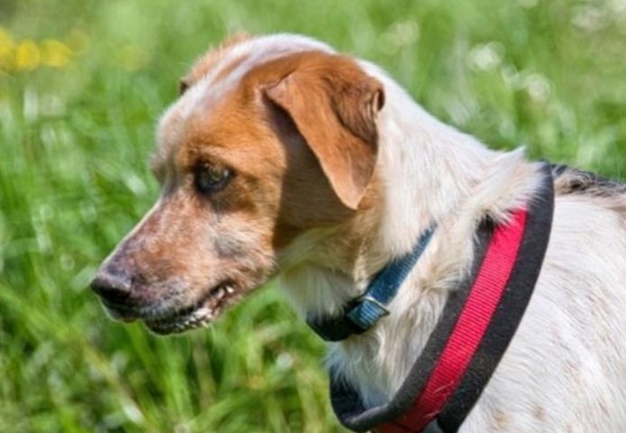 Amigo - möchte wieder dazugehören