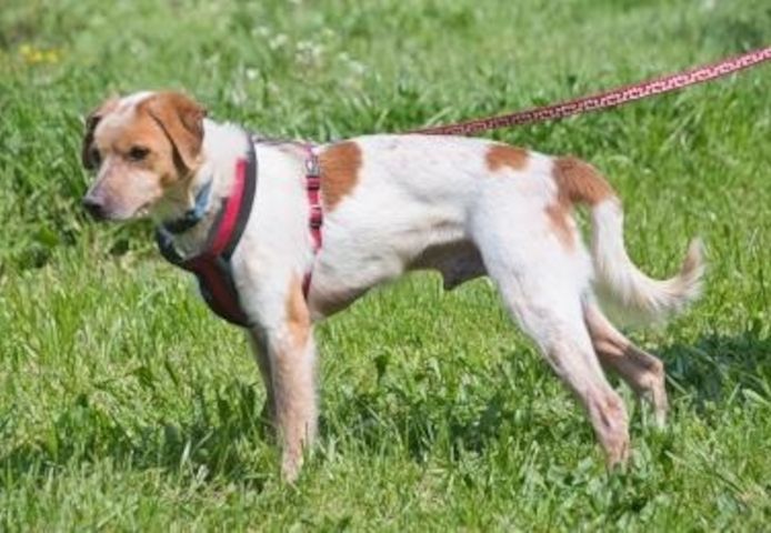 Amigo - möchte wieder dazugehören