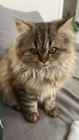 Dringend !!!! Britischlanghaarkatze sucht zeitnah ein neues Zuhause