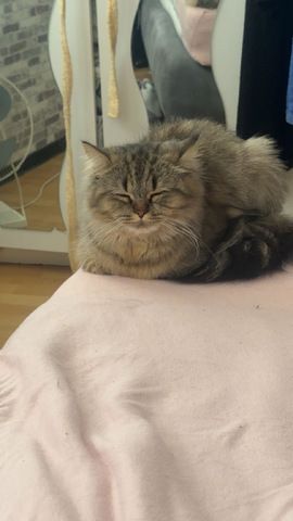 Dringend !!!! Britischlanghaarkatze sucht zeitnah ein neues Zuhause