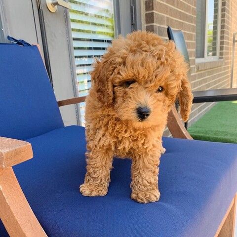 Bezaubernder Goldendoodle Welpe – Liebevoll, verspielt & perfekt für die Familie