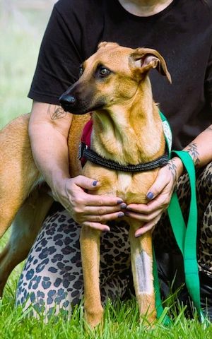 Delano - voller Charme und Lebensfreude