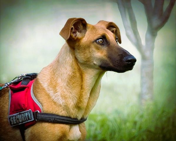 Delano - voller Charme und Lebensfreude