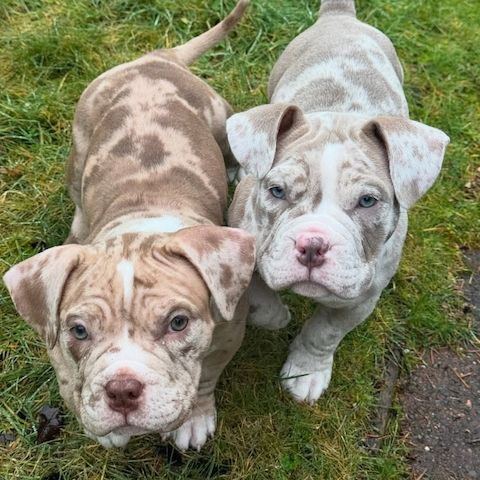 American Pocket Bully Welpen – kinderlieb, loyal & bestens sozialisiert