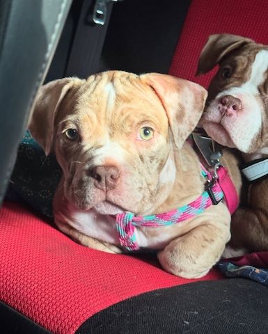 Hochwertige American Pocket Bully Welpen – liebevoll aufgezogen