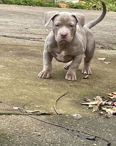 Hochwertige American Pocket Bully Welpen – liebevoll aufgezogen