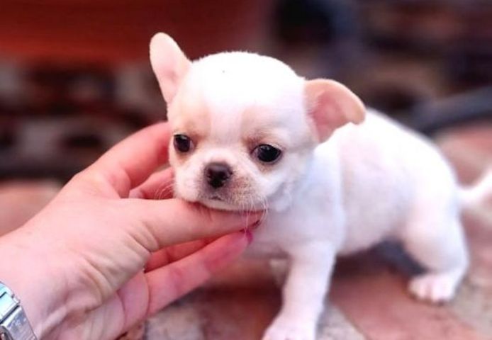 Superniedliche Chihuahua-Welpen