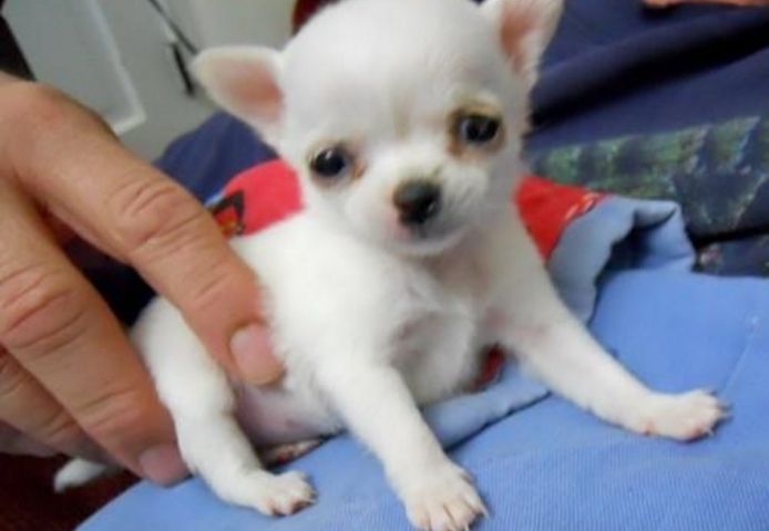 Drei Chihuahua-Welpen abzugeben