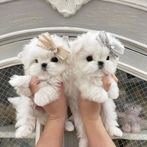Wunderschöne Malteserwelpen (Rüden und Hündinnen) abzugeben