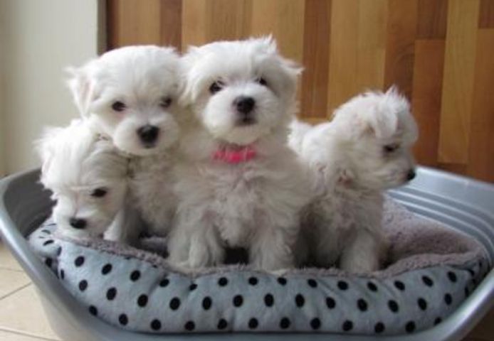 Wunderschöne Malteserwelpen