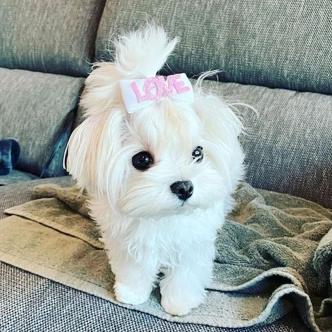 Zwei wunderschöne Malteserwelpen