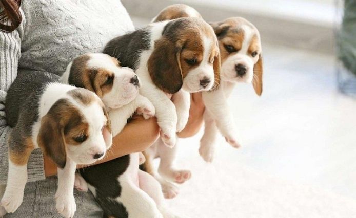 Wunderschöne Beagle-Welpen (Rüden und Hündinnen)