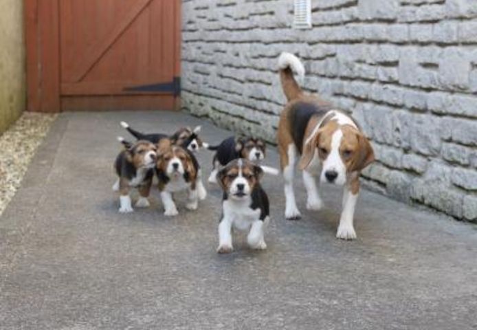 Beagle-Welpen abzugeben