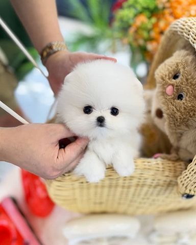 Hübsche Pomeranian-Welpen