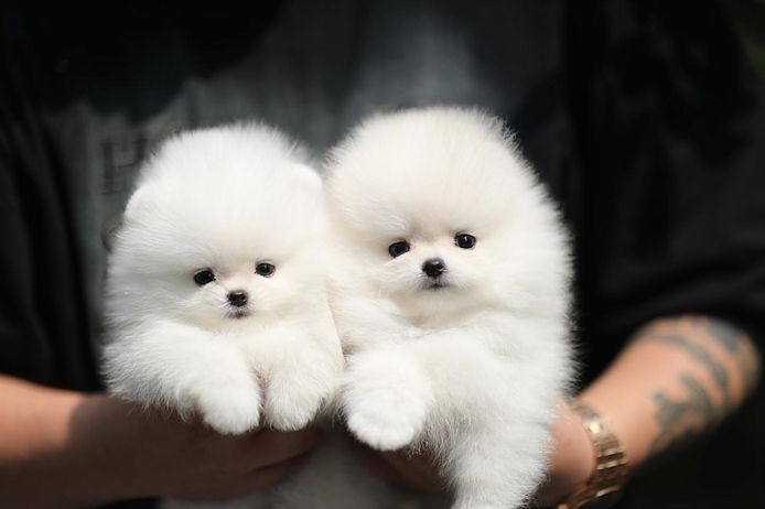 Entzückende 12 Wochen alte Teacup-Pomeranian-Welpen