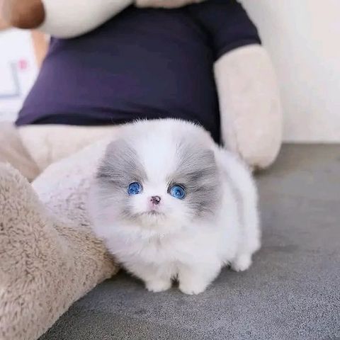 Absolut bezaubernde Pomeranian-Welpen