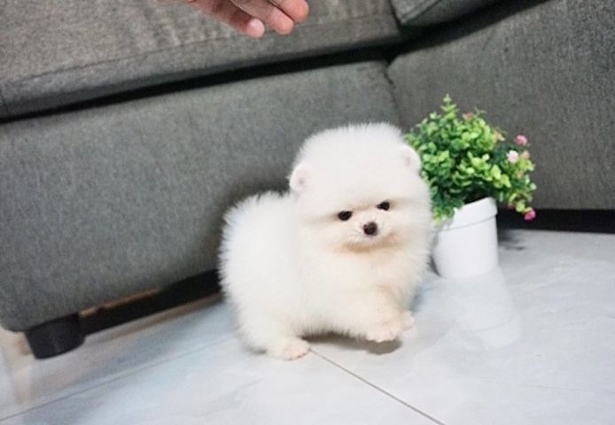 Absolut bezaubernde Pomeranian-Welpen