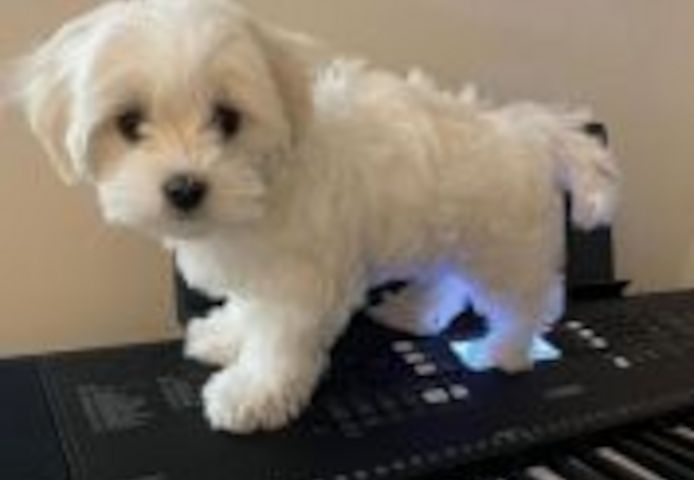 Wunderschöne Maltipoo-Welpen